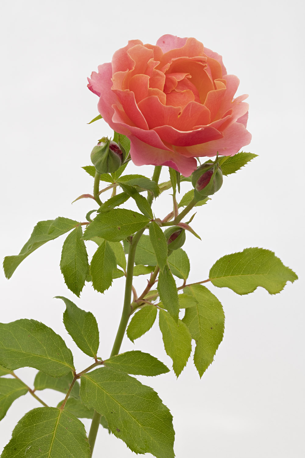 Jardin de Bagatelle #pierrejosephredout&eacute;